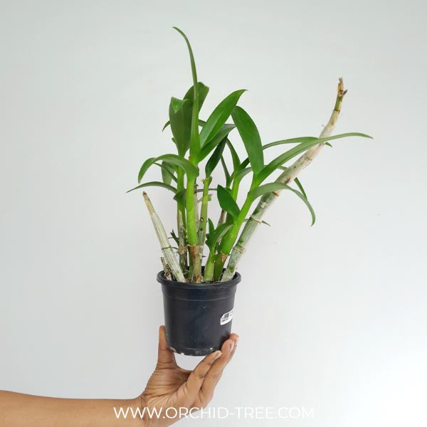 Dendrobium Frangipani #1373 Orchid Plant - BS