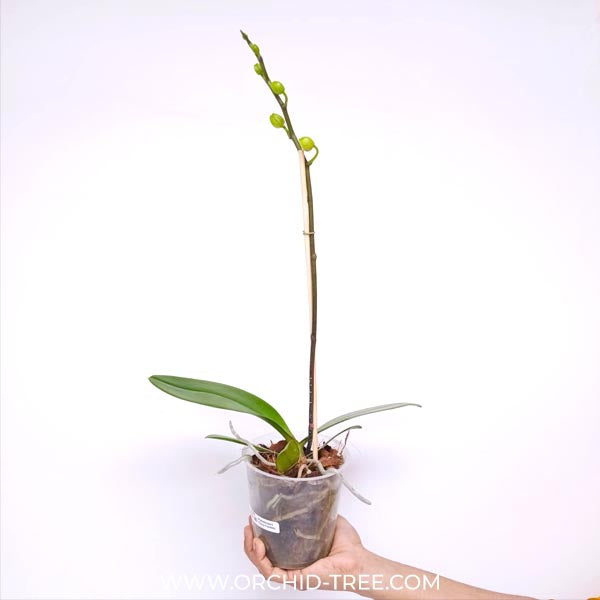 Phalaenopsis Fancy Freckles Orchid Plant - FF