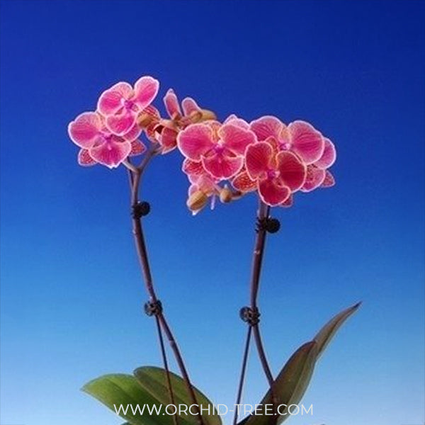 Phalaenopsis Frida Orchid Plant - FF