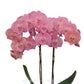 Phalaenopsis Frida Orchid Plant - FF