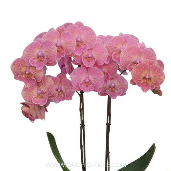 Phalaenopsis Frida Orchid Plant - FF