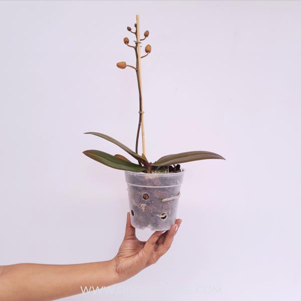 Phalaenopsis Frida Orchid Plant - FF
