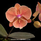 Phalaenopsis Frida Orchid Plant - FF