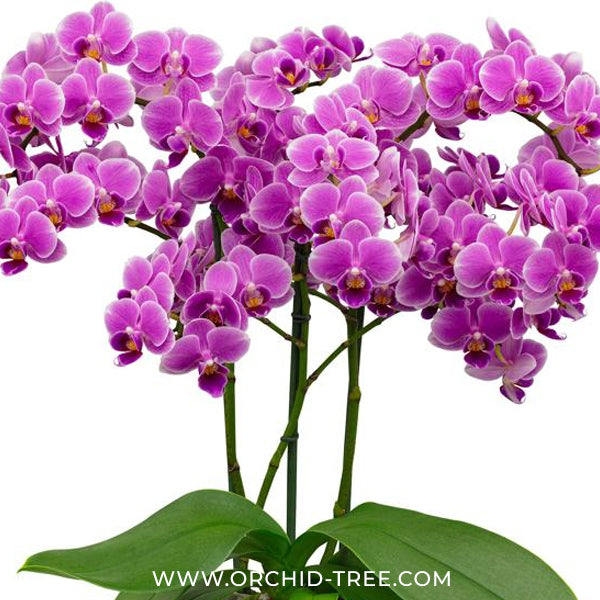 Phalaenopsis Friday Flirt Orchid Plant - FF
