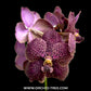 Vanda Fuch's Delight x Fuch Katzuura - FF