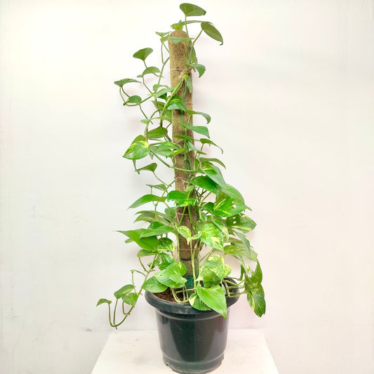 Money Plants OrchidTree