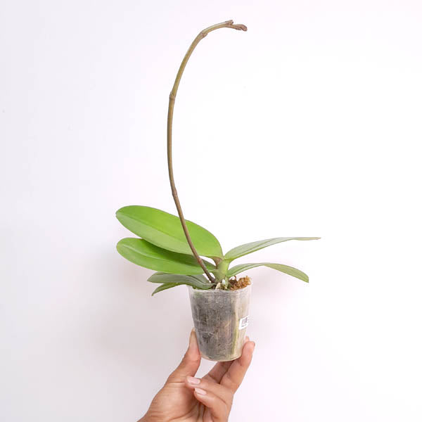 Phalaenopsis Fuller's P-Plus - FF