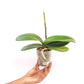 Phalaenopsis Fuller's Mask Stripe Orchid Plant - BS