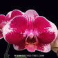 Phalaenopsis Fullers Cheese Orchid Plant - FF