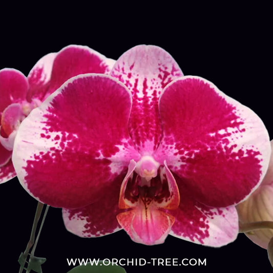 Phalaenopsis Fullers Cheese Orchid Plant - FF