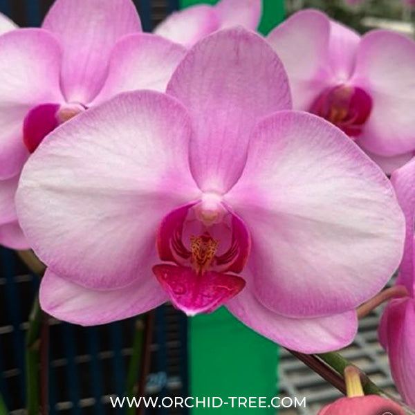 Phalaenopsis Fuller's Goddness Orchid Plant - FF - Buy Orchids Plants Online by Orchid-Tree.com