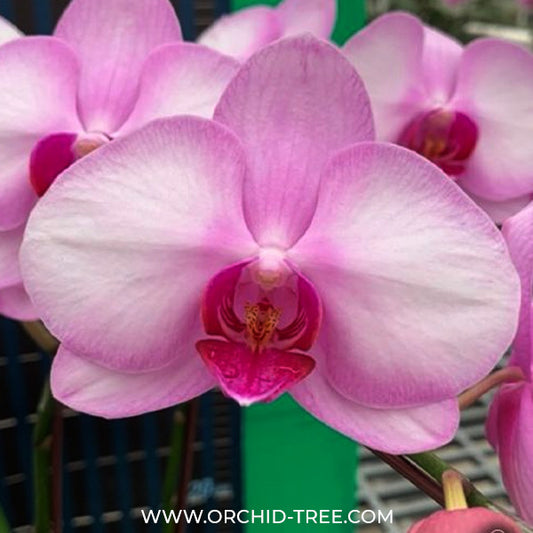 Phalaenopsis Fuller's Goddness Orchid Plant - FF - Buy Orchids Plants Online by Orchid-Tree.com