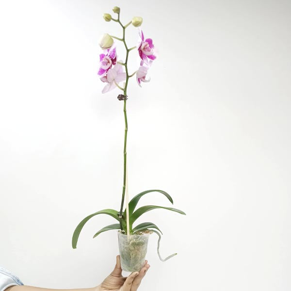 Phalaenopsis Fullers Cheese Orchid Plant - FF