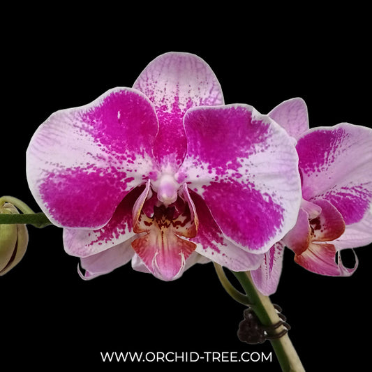 Phalaenopsis Fullers Cheese Orchid Plant - FF