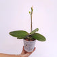 Phalaenopsis Fuller's Sunset Orchid Plant - FF