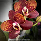 Phalaenopsis GC Reyoung Lava Orchid Plant - BS