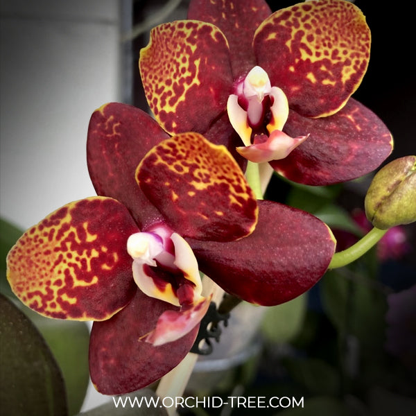 Phalaenopsis GC Reyoung Lava Orchid Plant - BS