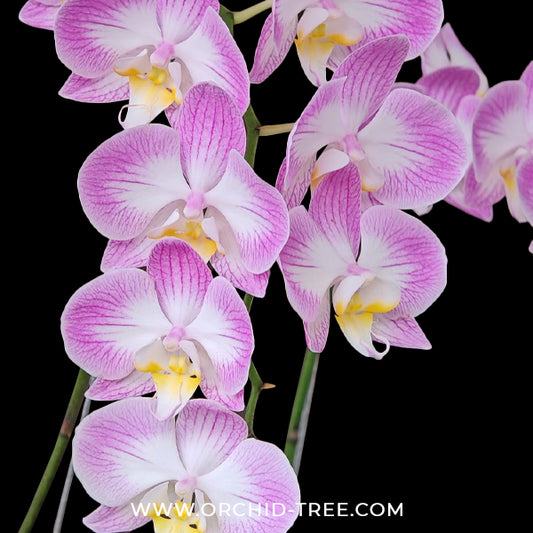 Phalaenopsis GC  Reyoung Snow Fox Orchid Plant - BS