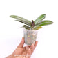 Phalaenopsis GC  Reyoung Snow Fox Orchid Plant - BS