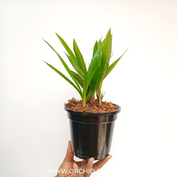 Spathoglottis Purple White Sweet - BS