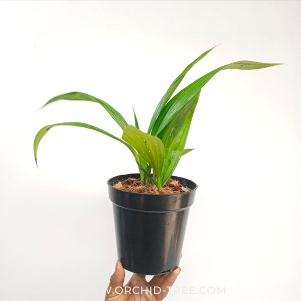 Spathoglottis Orange Fancy No.2 Orchid Plant - BS - Buy Orchids Plants Online by Orchid-Tree.com