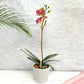 Sunshine Beauty - Phalaenopsis Orchid in a Ceramic Pot