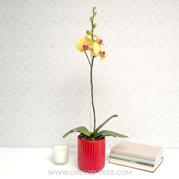 Golden Love | Phalaenopsis Orchid Gift