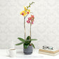 Coral Bouquet | Phalaenopsis Orchid Display Gift Set
