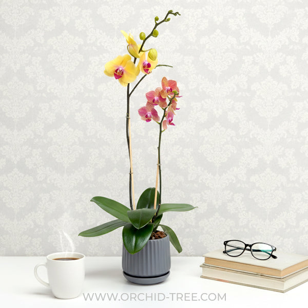 Coral Bouquet | Phalaenopsis Orchid Display Gift Set