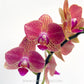 Coral Bouquet | Phalaenopsis Orchid Display Gift Set