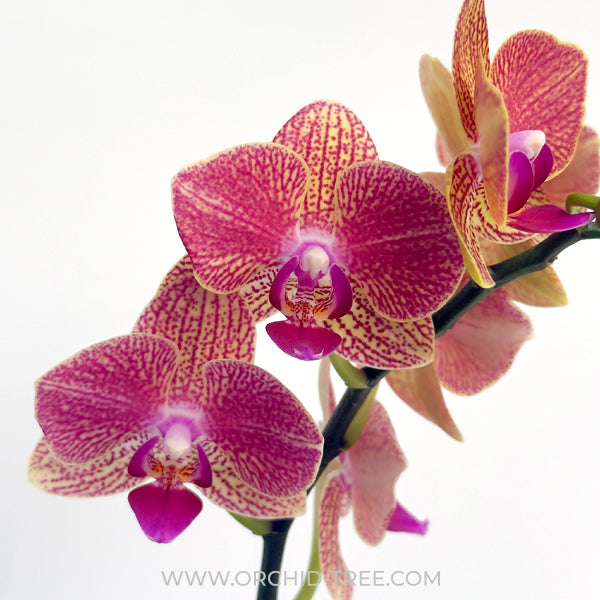 Coral Bouquet | Phalaenopsis Orchid Display Gift Set