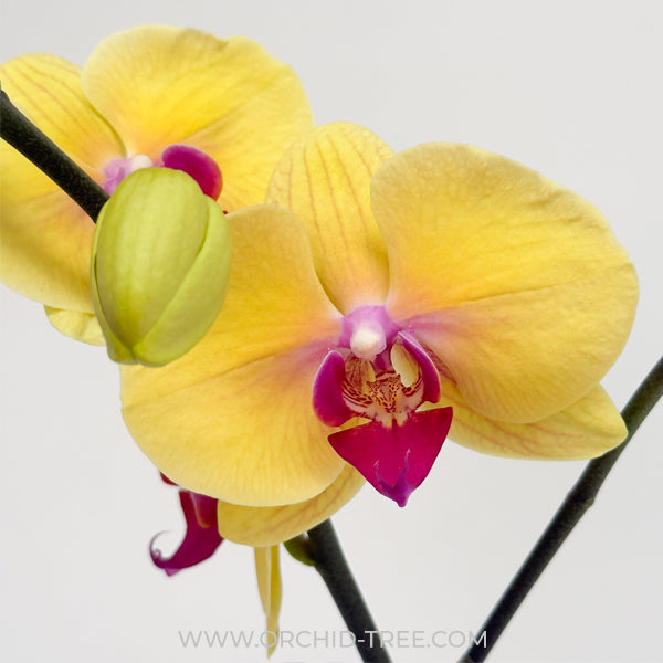 Coral Bouquet | Phalaenopsis Orchid Display Gift Set