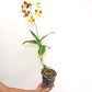 Dendrobium Gift by God Orchid Plant- FF