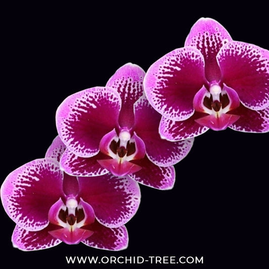 Phalaenopsis Velvet Galaxy Orchid Plant - FF