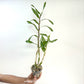 Dendrobium Gatton Sunray Orchid Plant - BS