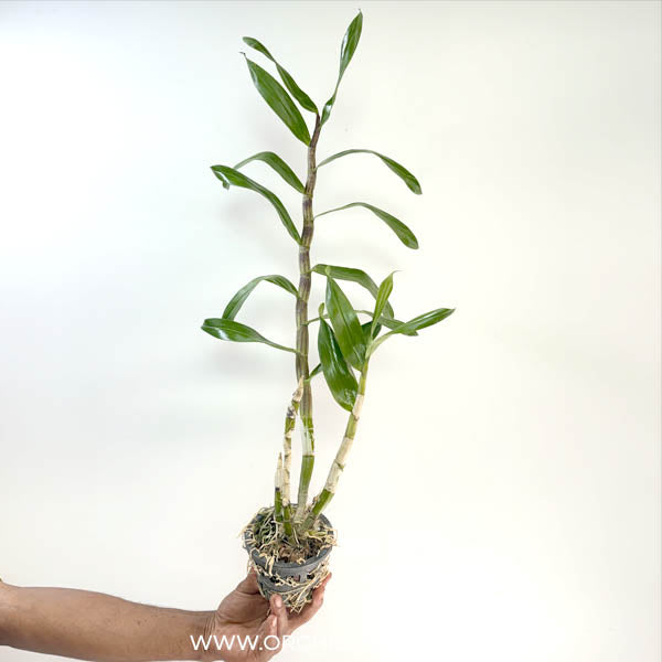 Dendrobium Gatton Sunray Orchid Plant - BS