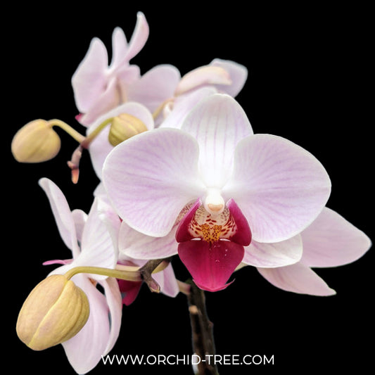 Phalaenopsis Little Gem Stripes No.1 Orchid Plant - FF