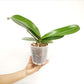 Phalaenopsis Little Gem Stripes No.1 Orchid Plant - FF