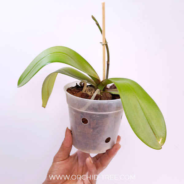 Phalaenopsis Charming Gem Stripes Orchid Plant - FF