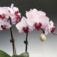 Phalaenopsis Little Gem Stripes No.1 Orchid Plant - FF