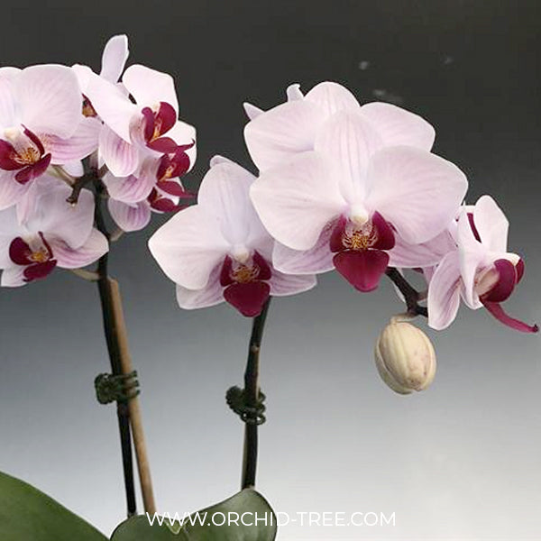 Phalaenopsis Little Gem Stripes No.1 Orchid Plant - FF