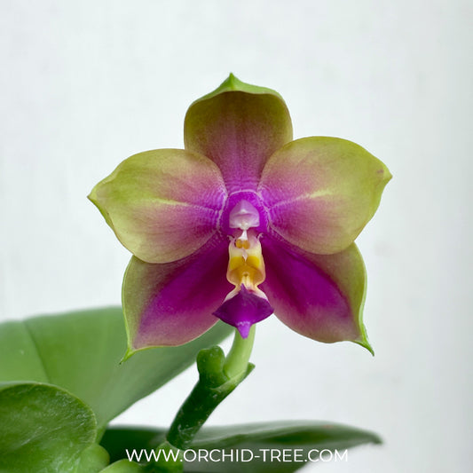 Phalaenopsis Gentle Love x Summer Pretty Orchid Plant - FF