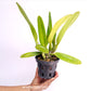 Cattleya (Rlc.) George King 'Serendipity' Orchid Plant - BS