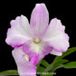 Dendrobium Giant Pink x Candy Stripe - MS