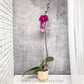 Amethyst Dream | Phalaenopsis Orchid Gift