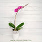 The Blushing Symphony - Phalaenopsis Orchid Gift