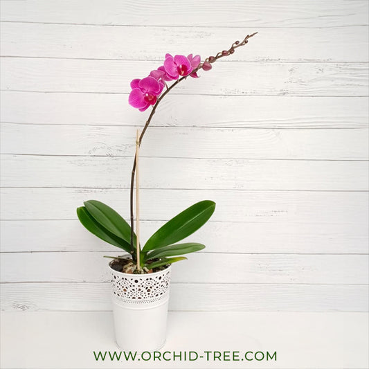 The Blushing Symphony - Phalaenopsis Orchid Gift