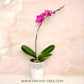 The Blushing Symphony - Phalaenopsis Orchid Gift