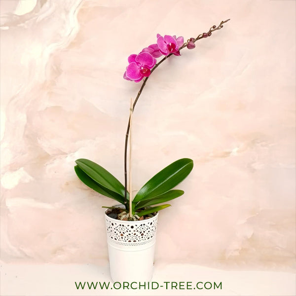 The Blushing Symphony - Phalaenopsis Orchid Gift
