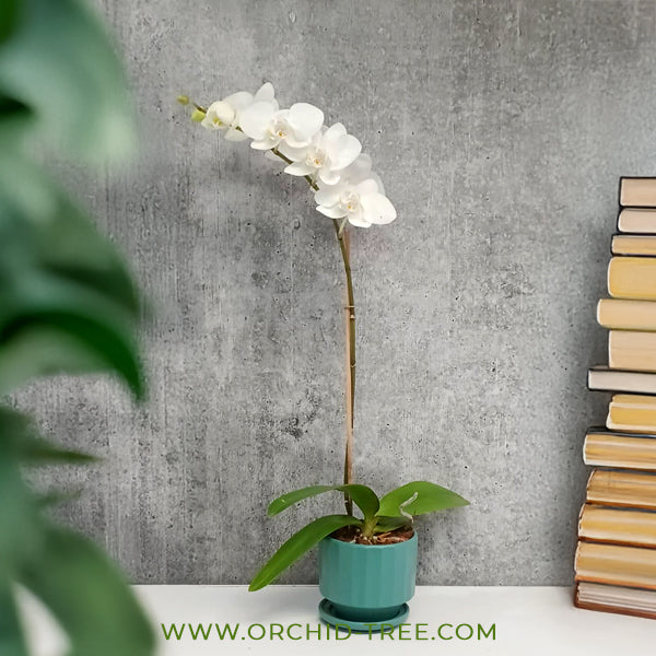 Cool Breeze | Phalaenopsis Orchid Gift